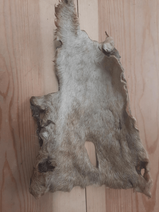Beef Headskin Plate with Hair
