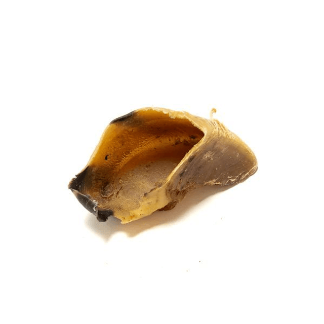 Cow Hoof (Empty)