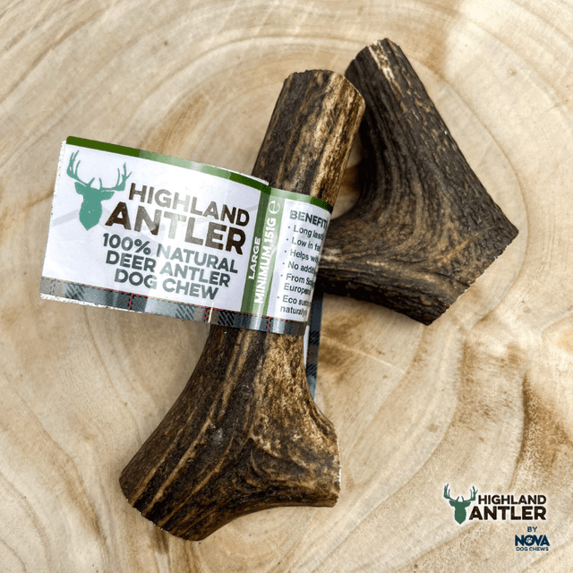 Antler - Whole Highland Antler 100% Natural Deer Antler Dog Chew